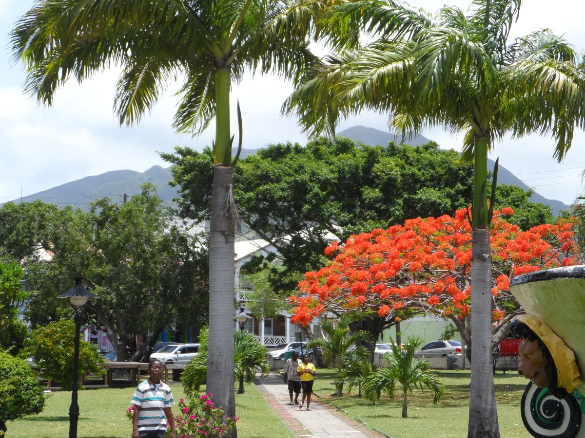Palm trees and everyday life in Independence Square, Basseterre Palm trees and everyday life in Independence Square, Basseterre